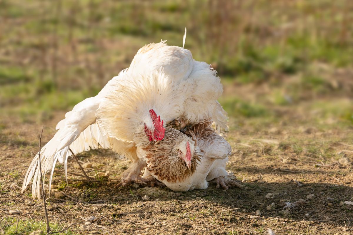 White chickens mating.