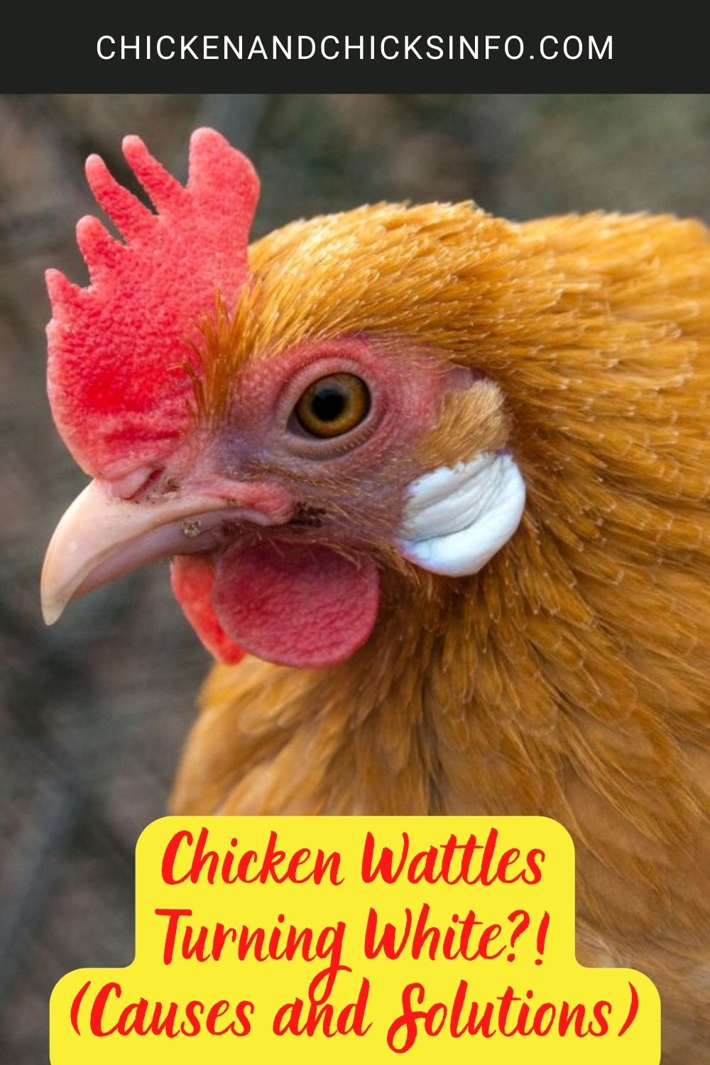 Chicken Wattles Turning White?! (Causes and Solutions) poster.
