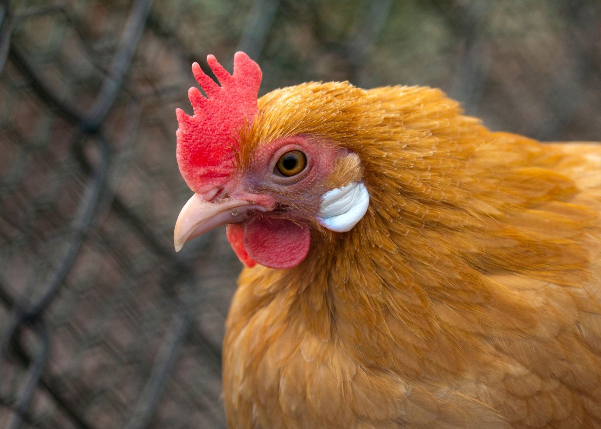 Brown chicken with white wattles close-up.