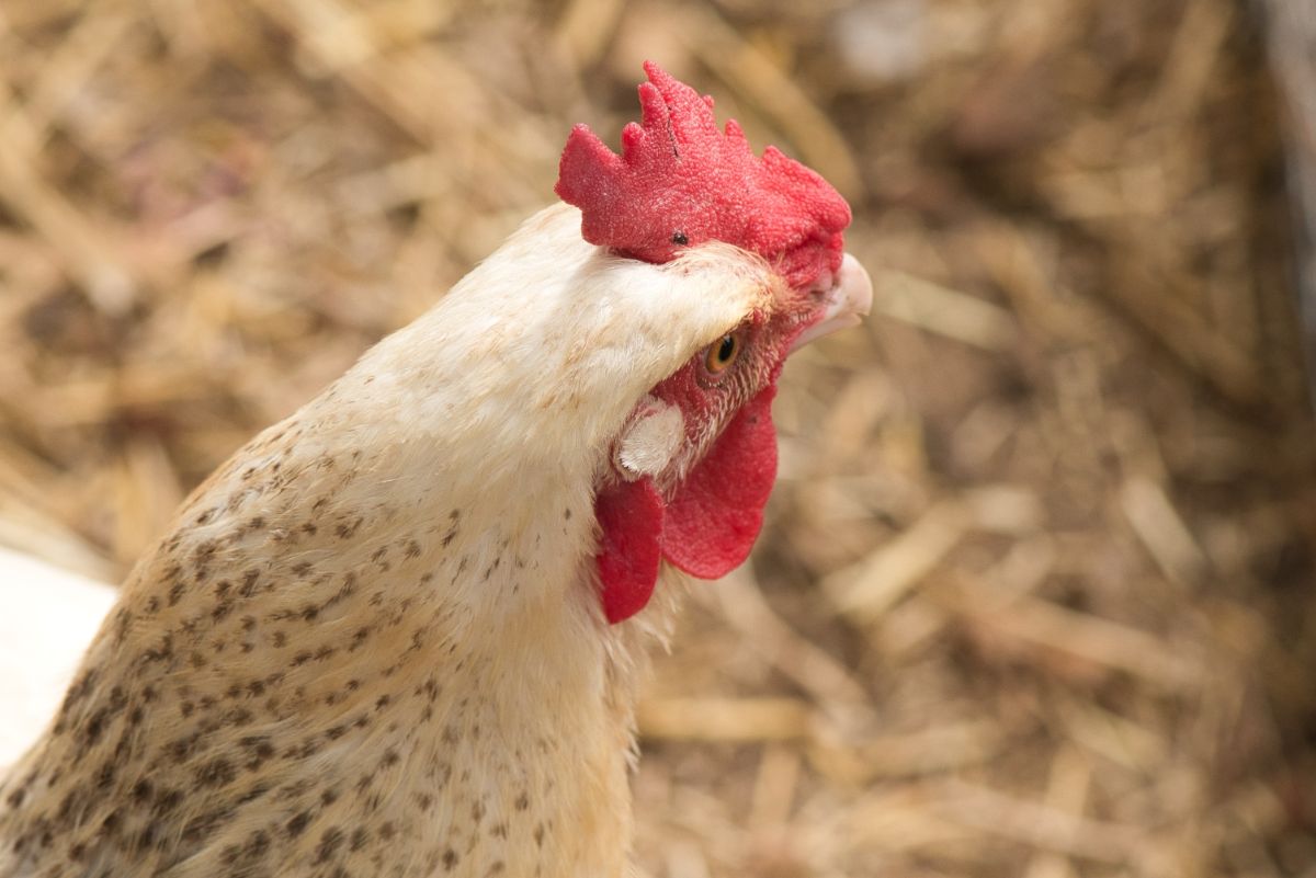 White-gray chicken with white wattles.