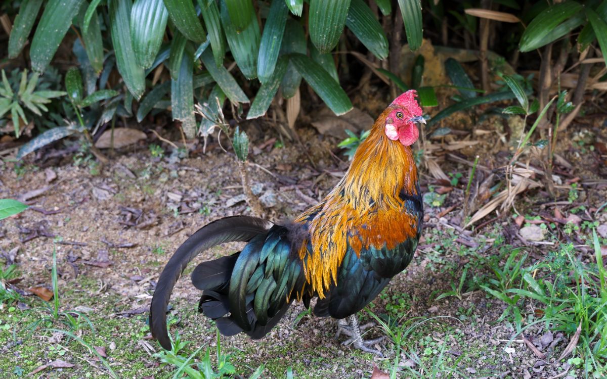 Colorful rooster with white wattles.