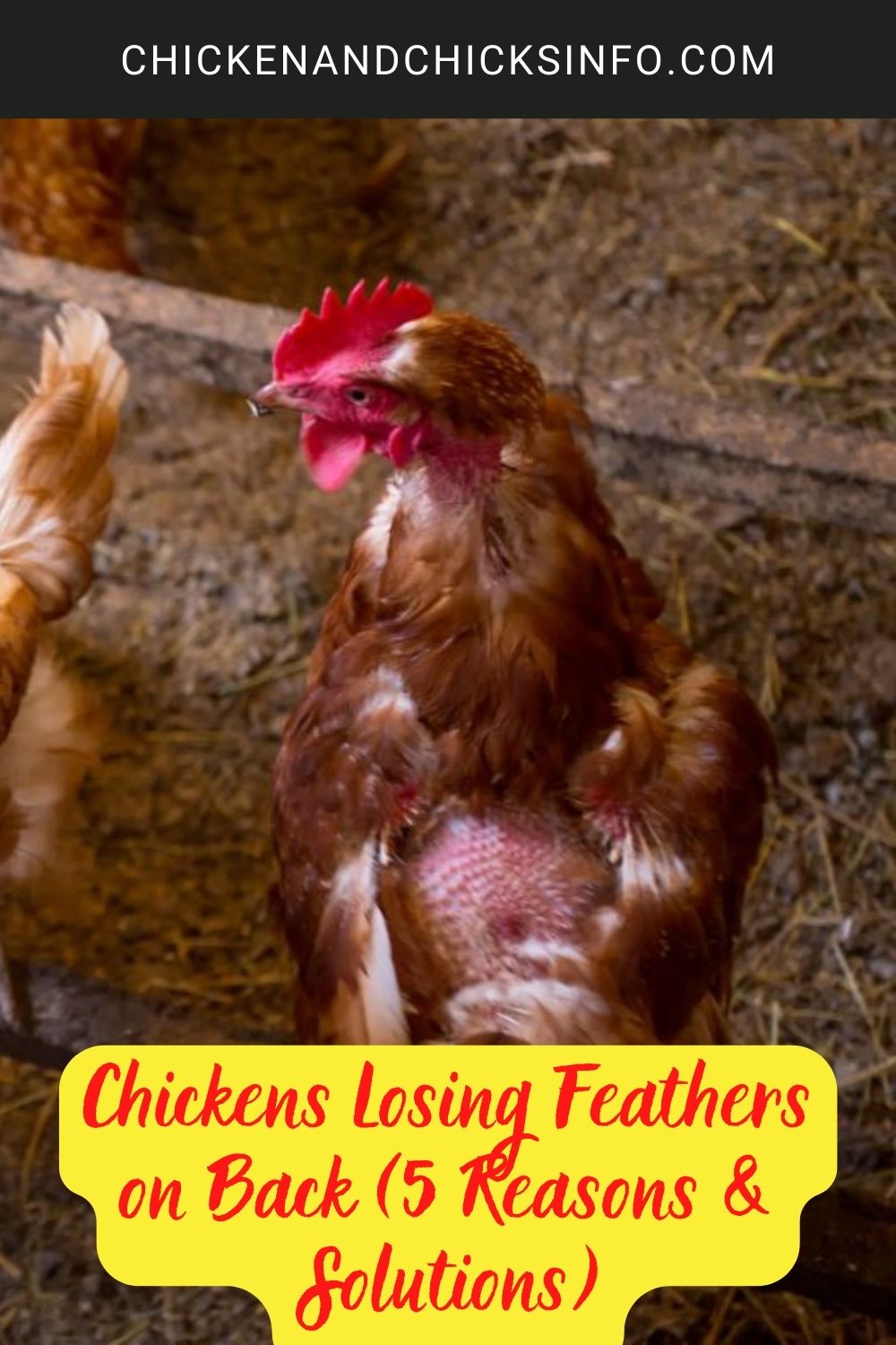 Chickens Losing Feathers on Back (5 Reasons & Solutions) poster.
