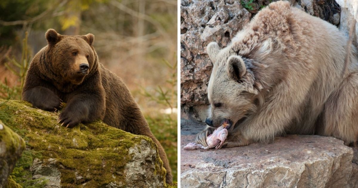 Do Bears Eat Chickens? (Risks & Safety Advice!) Chicken & Chicks Info