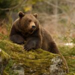 Huge brown bear leaning on a rock in a forest.