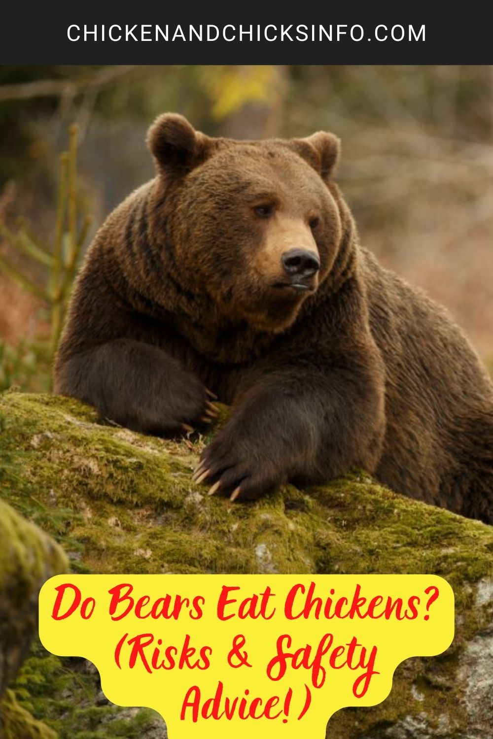 Do Bears Eat Chickens? (Risks & Safety Advice!) poster.
