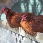 Two brown chickens sleping on a wooden fence.