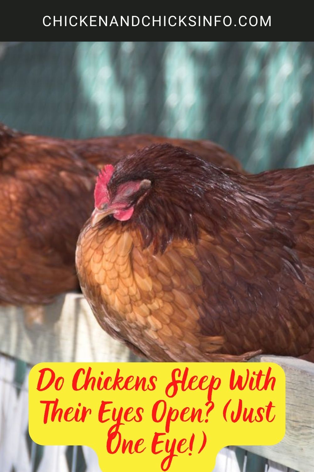 Do Chickens Sleep With Their Eyes Open? (Just One Eye!) poster.
