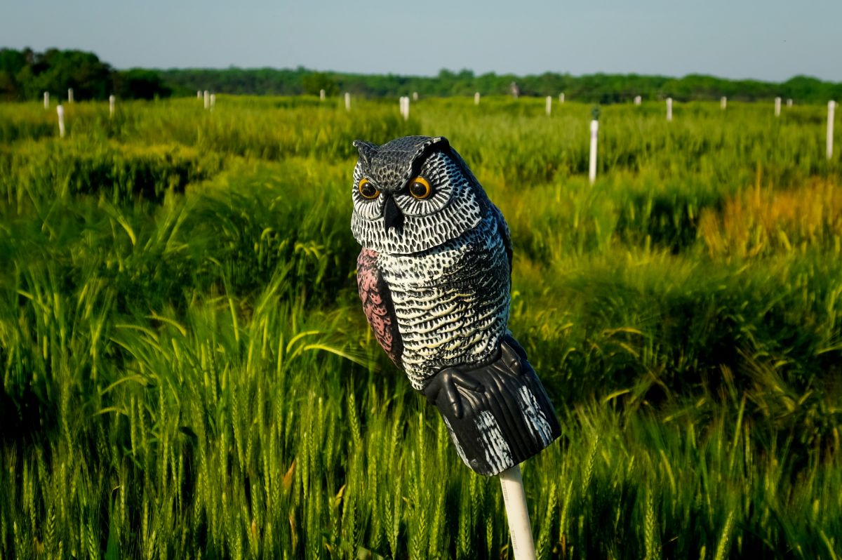 Fake owl on a field.