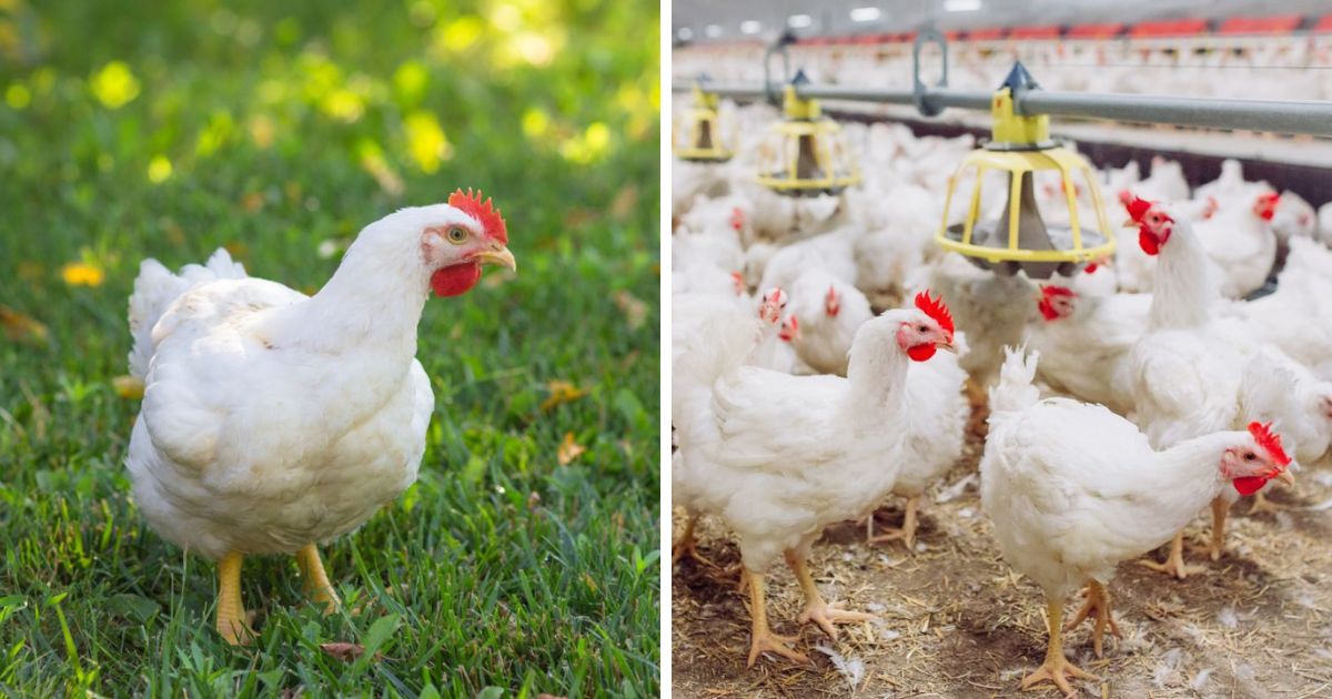 how-long-does-it-take-to-grow-a-broiler-chicken-explained-chicken