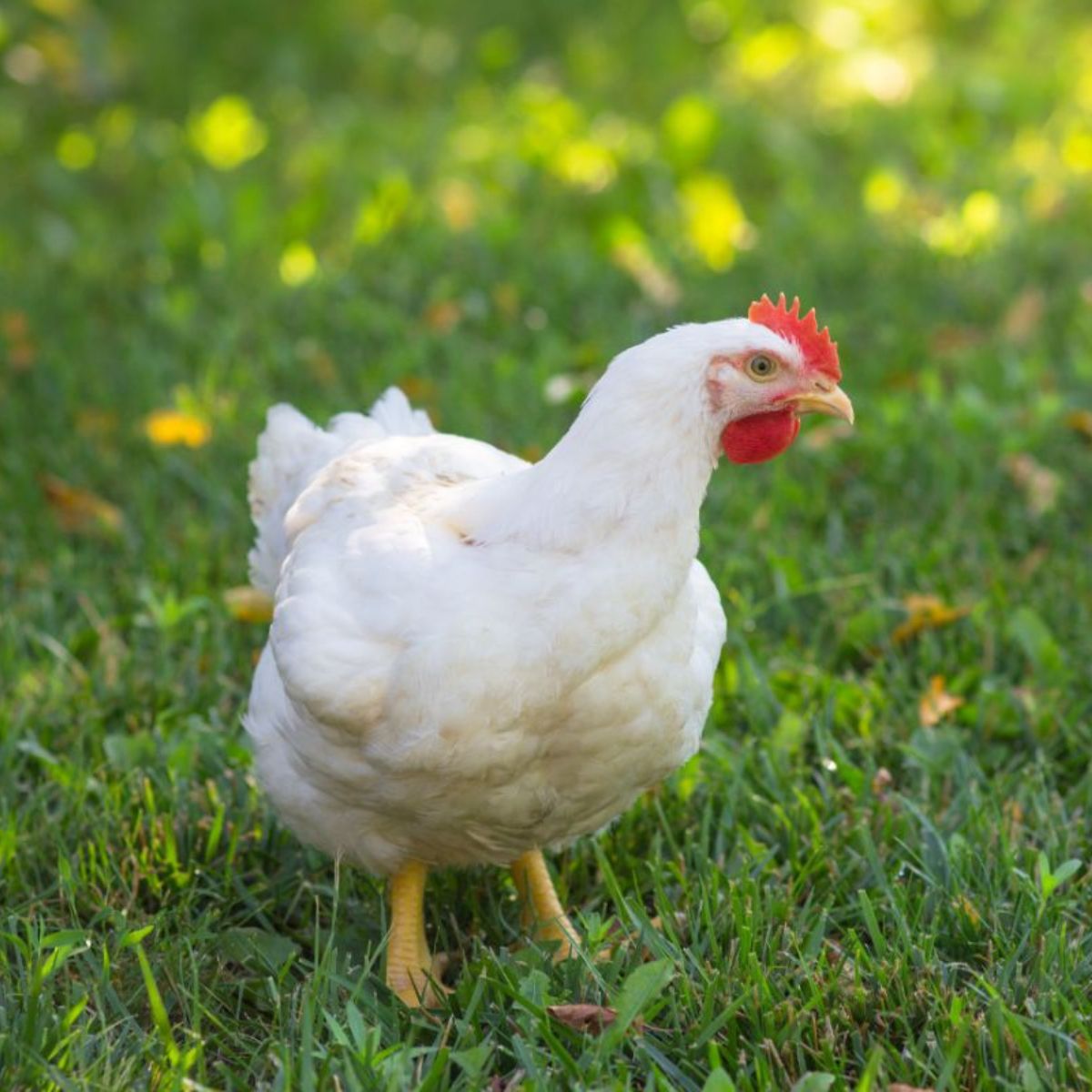 How Many Eggs Does a Chicken Lay in a Month? (Answered) Chicken & Chicks Info