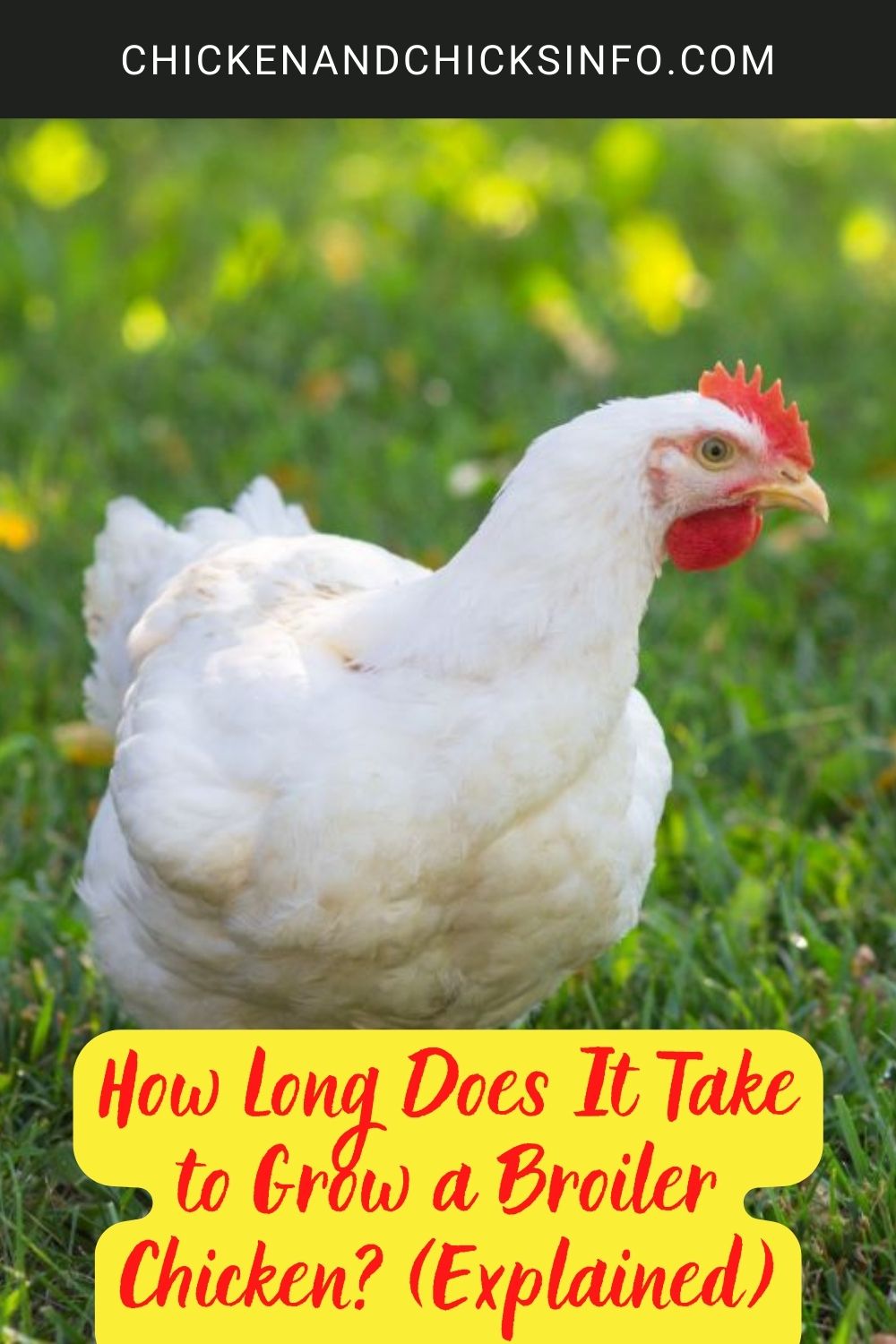 How Long Does It Take to Grow a Broiler Chicken? (Explained) poster.