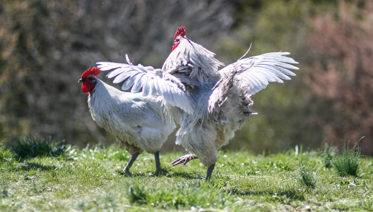 Lavender Orpington Rooster and chicken on a green pasture.