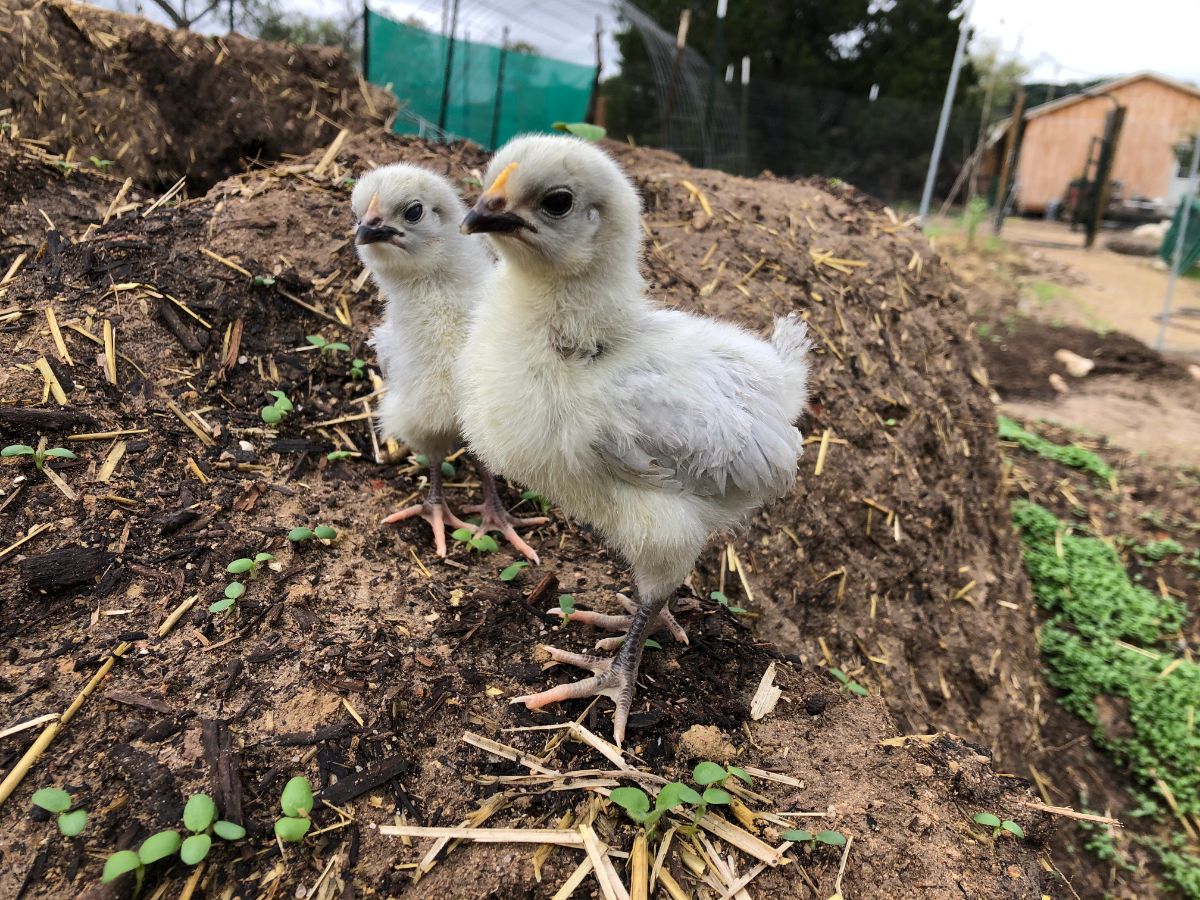 Two Lavender Orpington chicks on a backyard.