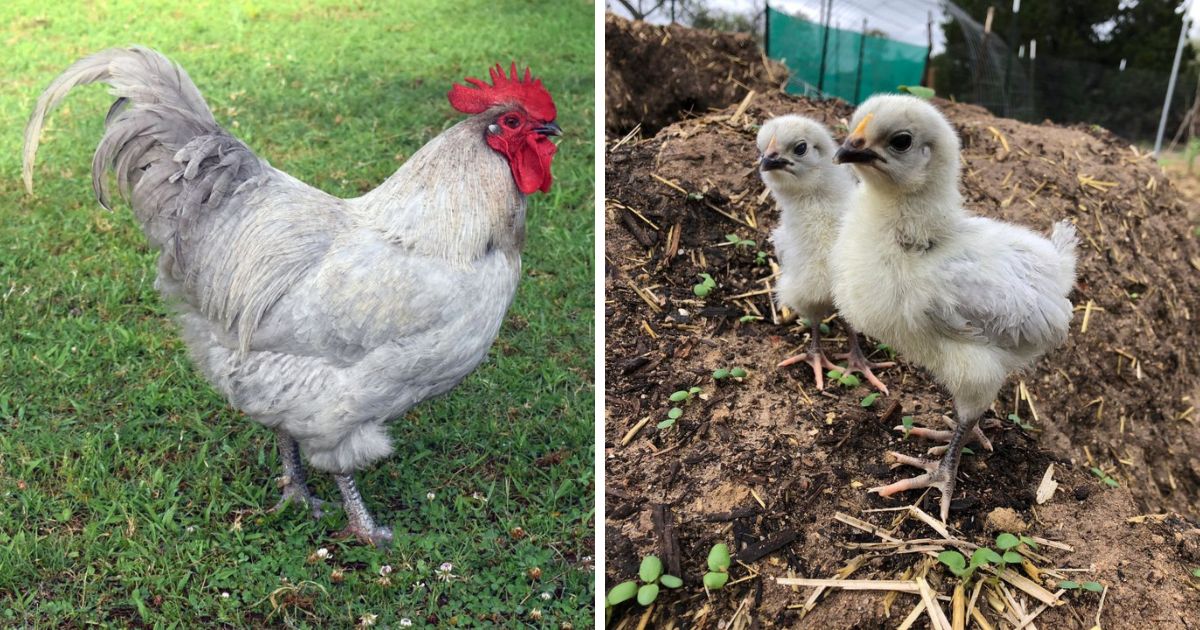 Lavender Orpington Rooster vs Hen Differences Explained Chicken & Chicks Info