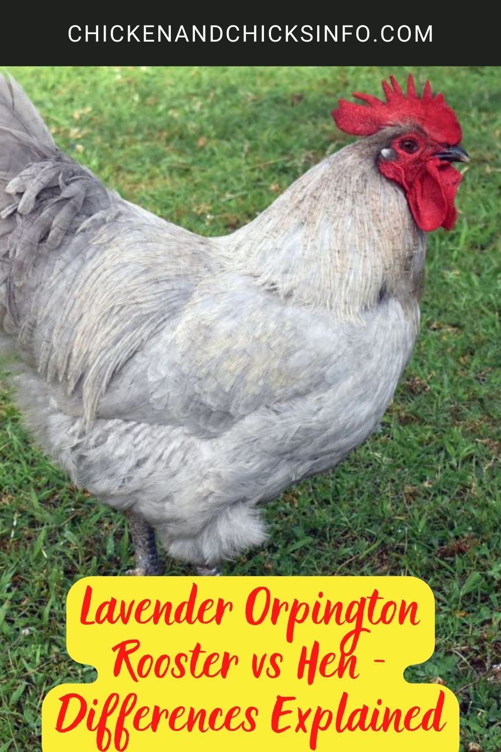 Lavender Orpington Rooster vs Hen - Differences Explained poster.
