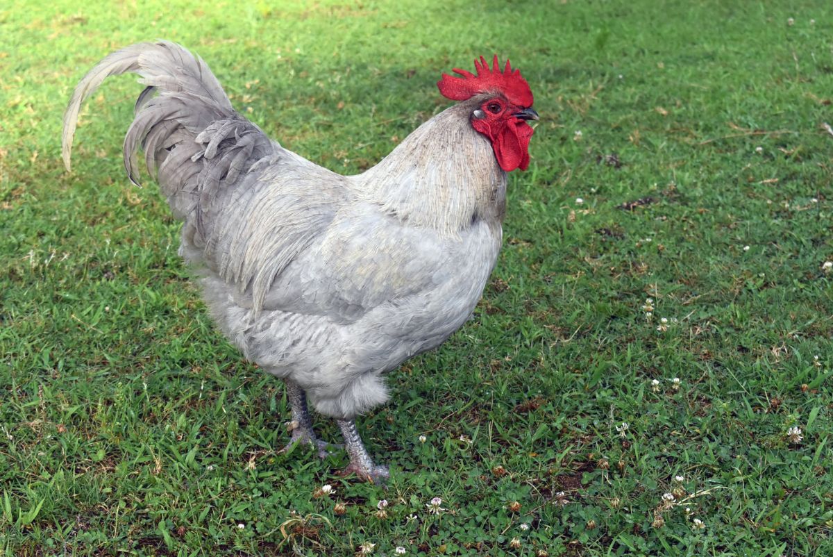 Lavender Orpington Rooster on green grass.