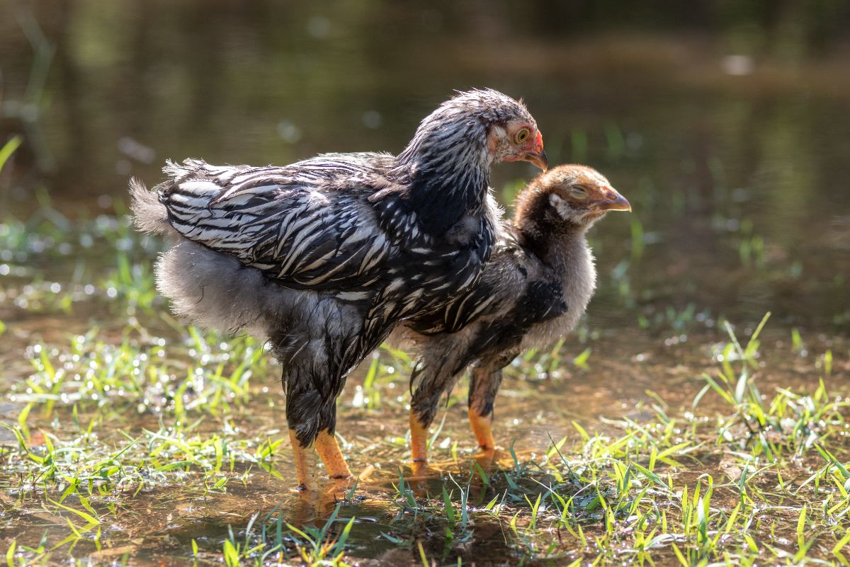 Two Silver Laced Wyandotte chicks at a pond.