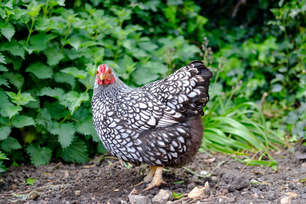 Silver Laced Wyandotte chicken in a backyard.