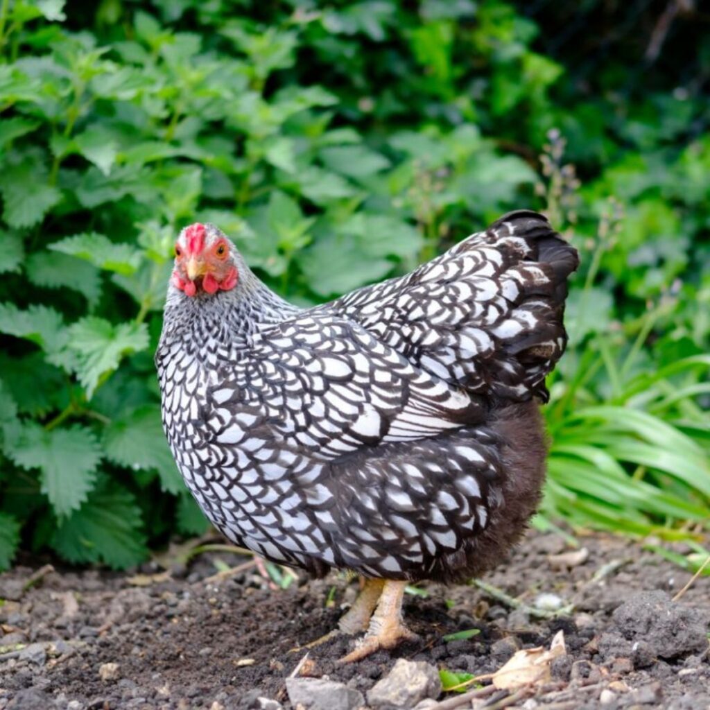 Lavender Orpington Rooster vs Hen - Differences Explained - Chicken ...