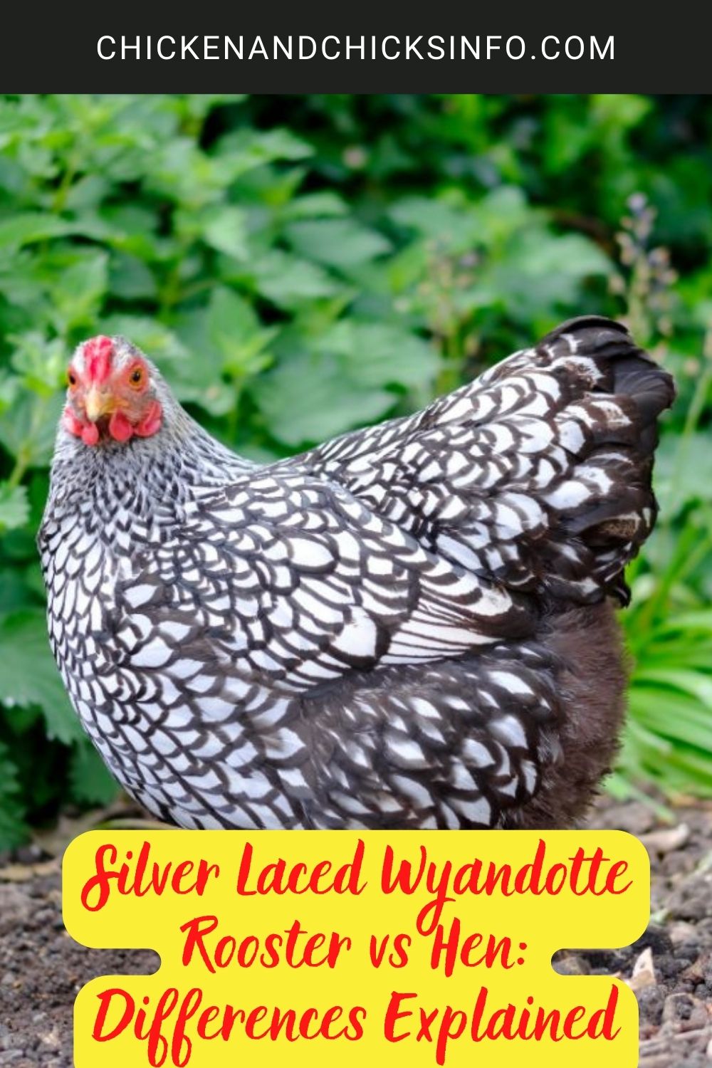 Silver Laced Wyandotte Rooster vs Hen: Differences Explained poster.
