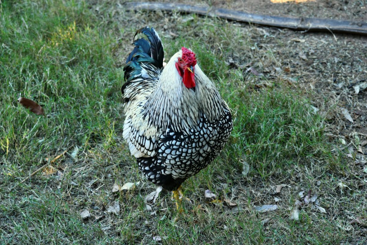 Silver Laced Wyandotte rooster in a backyard.