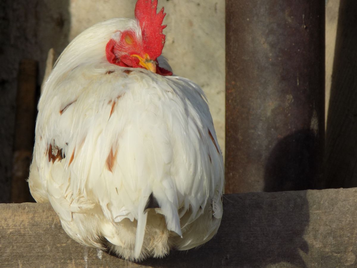 White chicken sleeping.