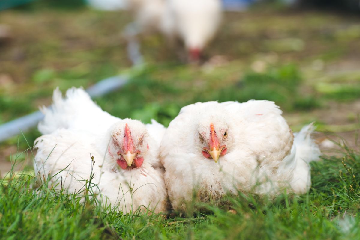 Two white chickens sleeping on green grass.