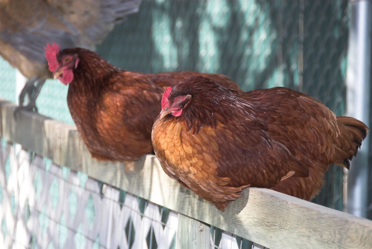 Two brown chickens sleeping on a wooden fence.