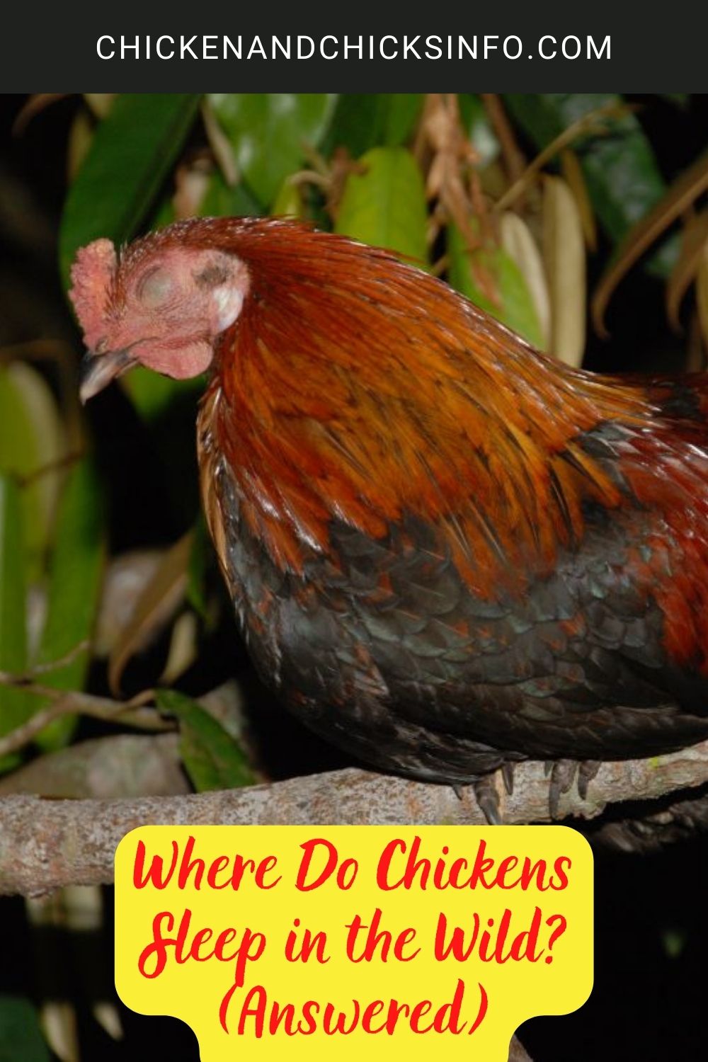 Where Do Chickens Sleep in the Wild? (Answered) poster.
