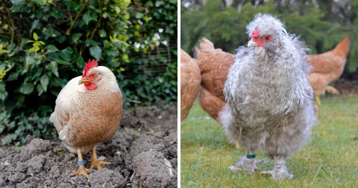 Why Flexible Leg Bands for Chickens Are Awesome! - Chicken & Chicks Info