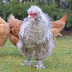 Gray fluffy chicken with a green leg ring.