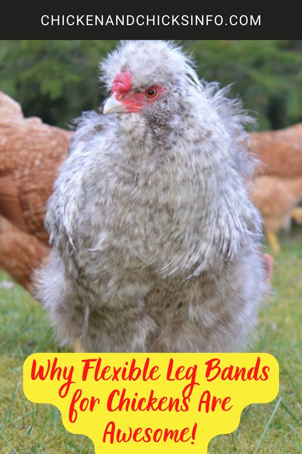 Why Flexible Leg Bands for Chickens Are Awesome! poster.
