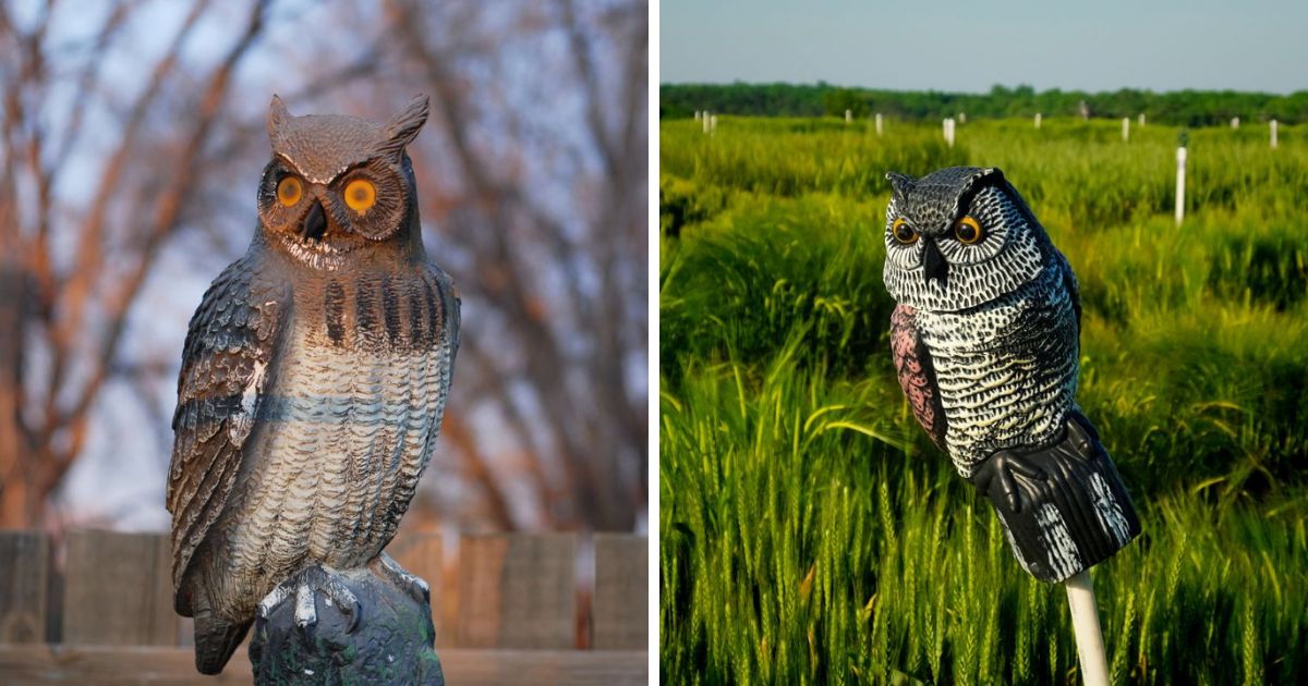 Will a Fake Owl Keep Chickens Away? (My Experience) Chicken & Chicks Info