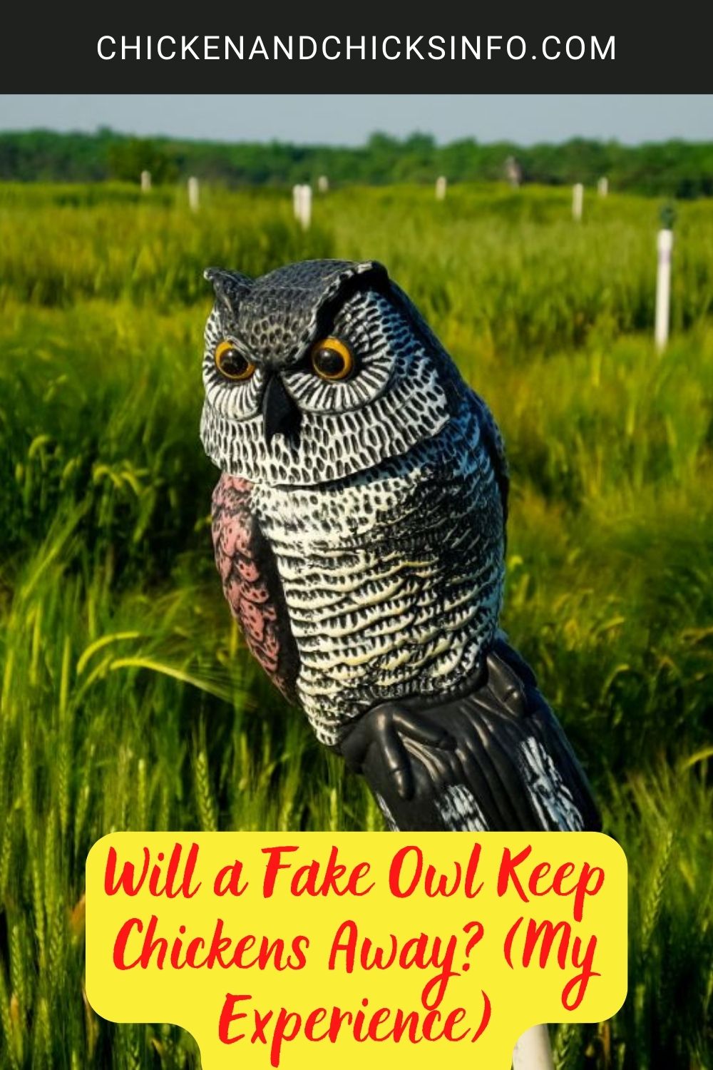 Will a Fake Owl Keep Chickens Away? (My Experience) poster.
