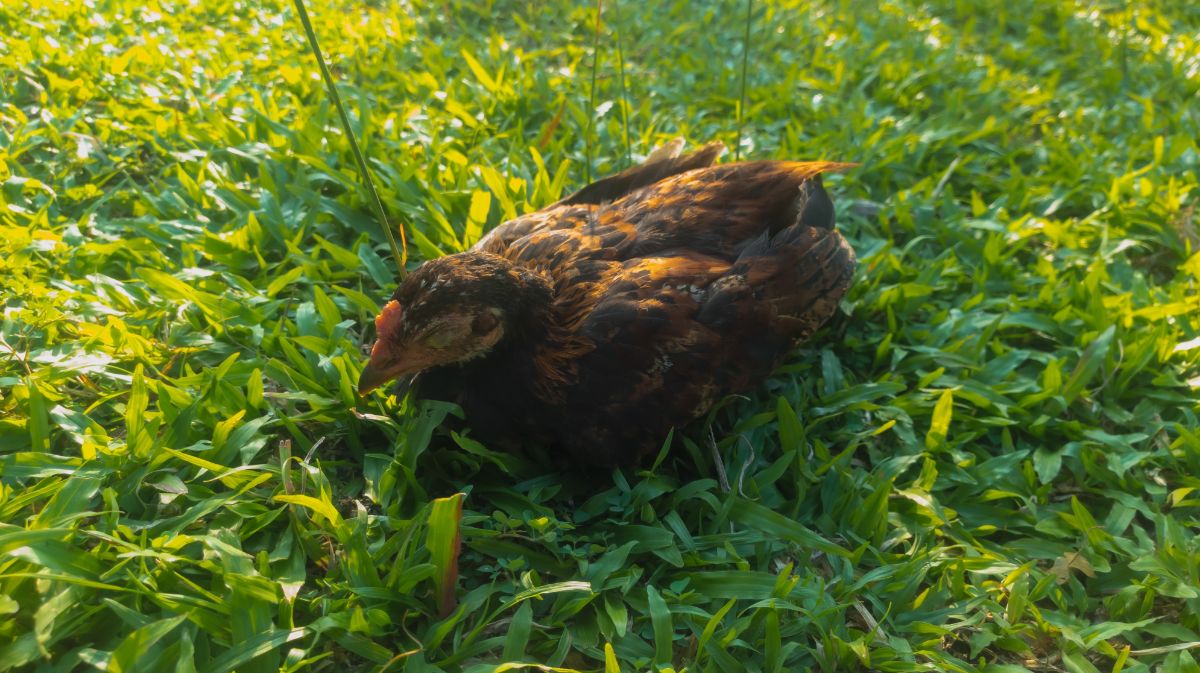 Wild chicken sleeping on a green meadow.