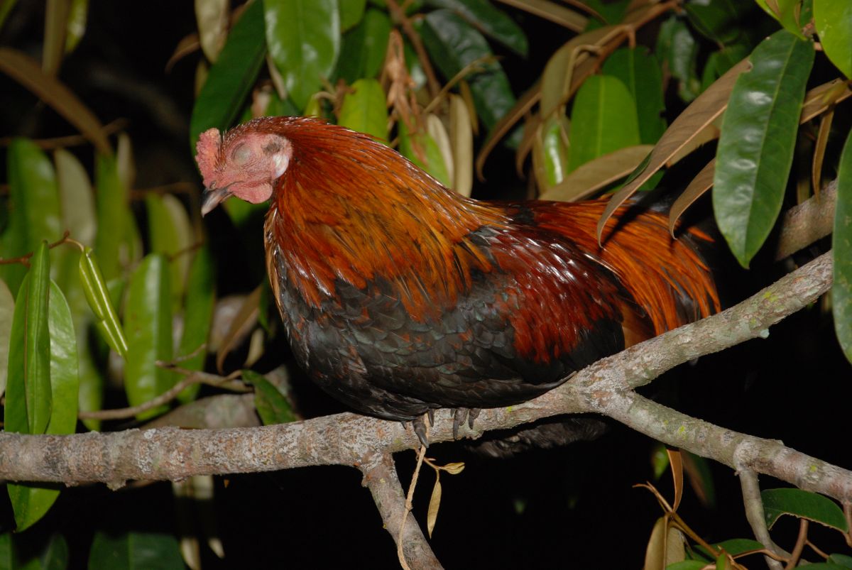 Wild chicken sleeping on a tree branch.