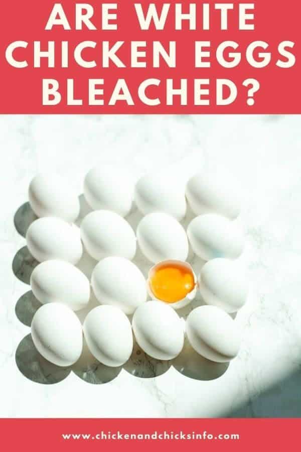 Are White Eggs Bleached