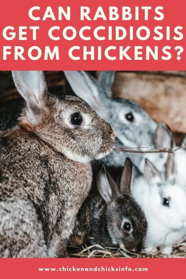 Can Rabbits Get Coccidiosis From Chickens
