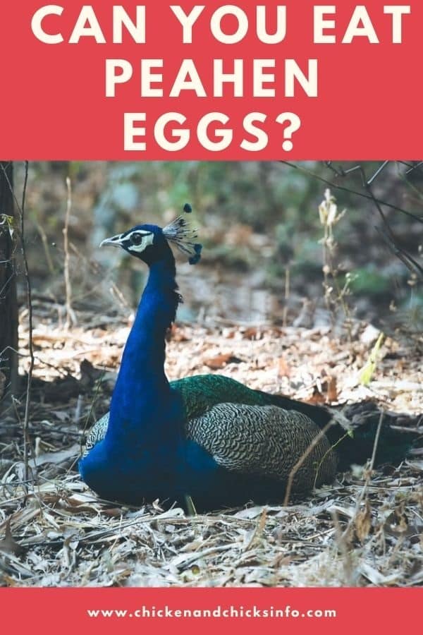Can You Eat Peahen Eggs