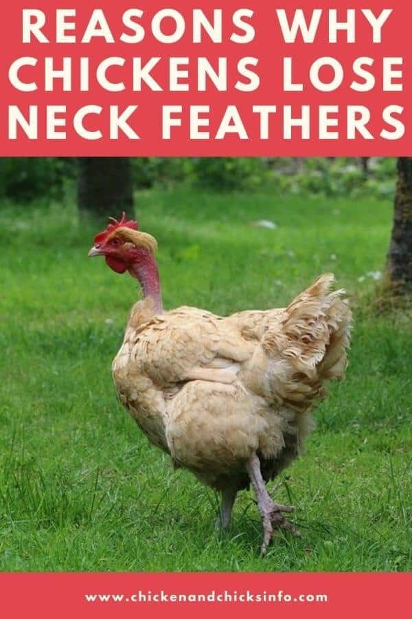 Chickens Losing Feathers on Neck