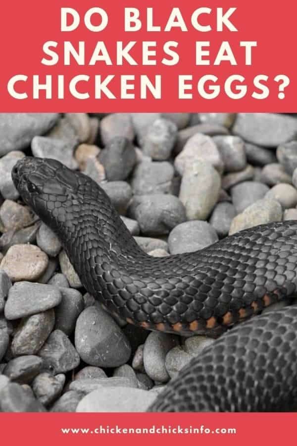 Do Black Snakes Eat Chicken Eggs