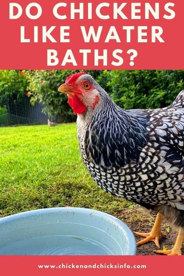 Do Chickens Like Water Baths