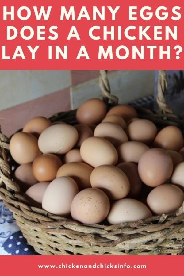How Many Eggs Does a Chicken Lay in a Month