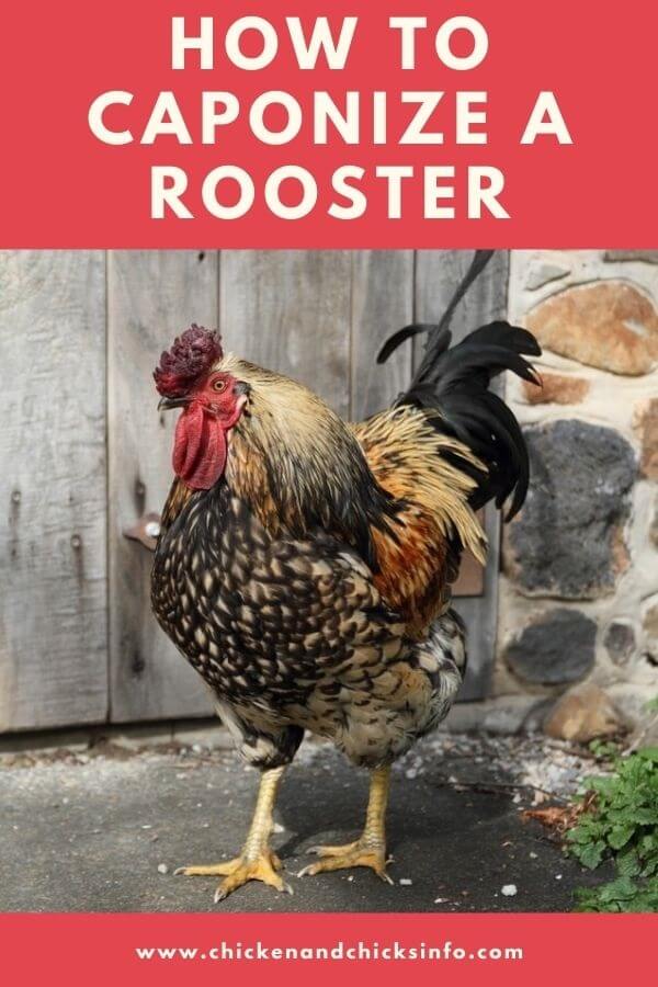 How to Caponize a Rooster