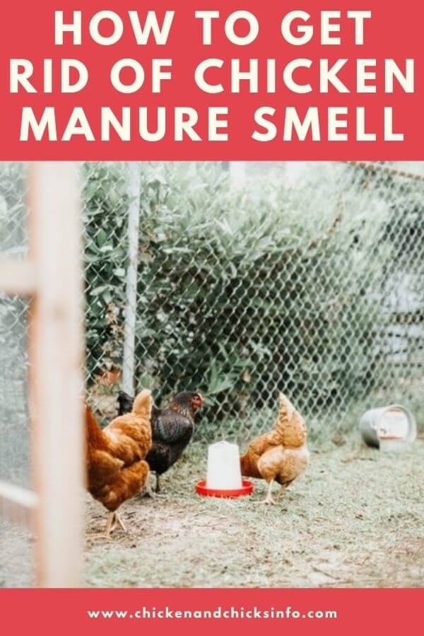 How to Get Rid of Chicken Manure Smell