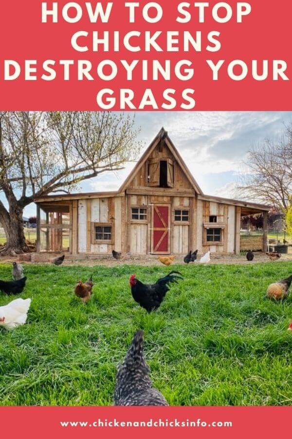 How to Stop Chickens Destroying Grass