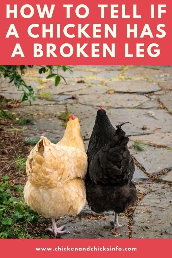 How to Tell if a Chicken Has a Broken Leg