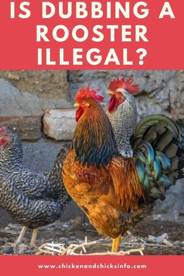 Is Dubbing a Rooster Illegal