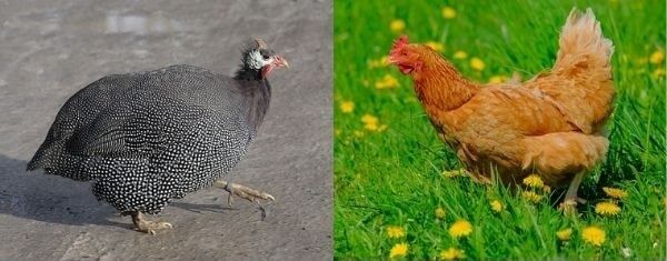 Physical Differences Between Guinea Fowl and Chickens