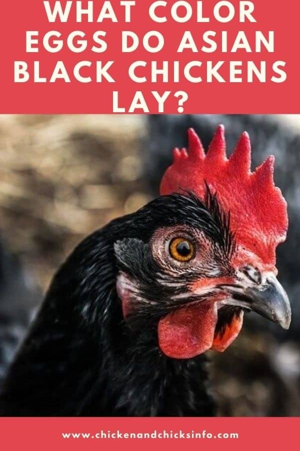 What Color Eggs Do Asian Black Chickens Lay